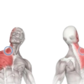 Unveiling Insights on Scalene Muscle Trigger Points